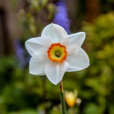 Narcissus 'Heslington'