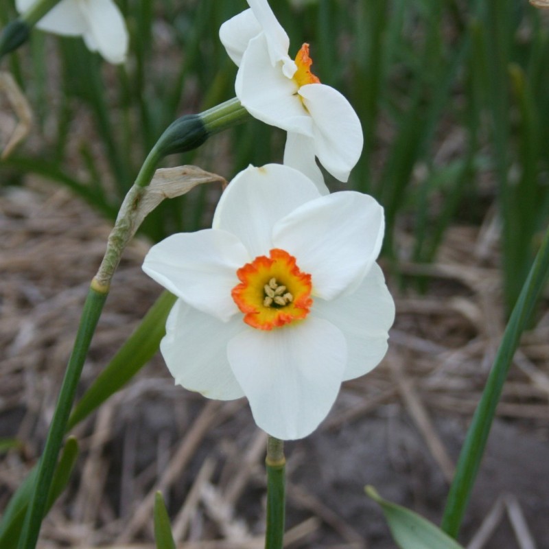 Narcissus 'Trillick'