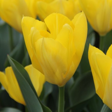 Tulipa 'Yellow Purissima'