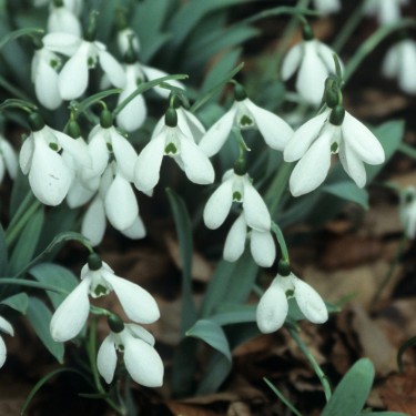 Galanthus elwesii var. elwesii