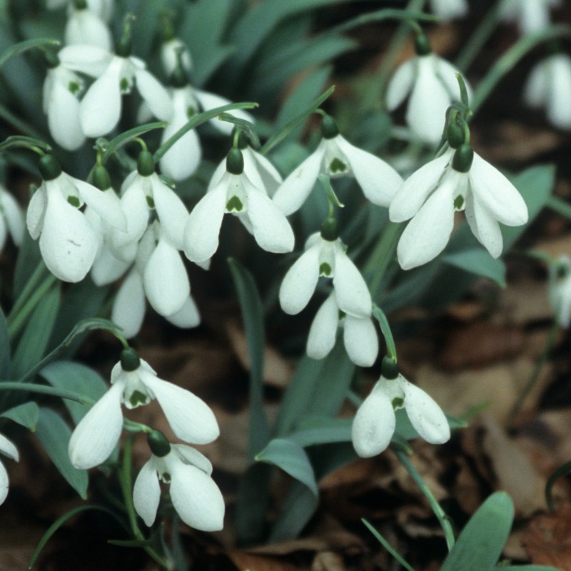 Galanthus elwesii var. elwesii