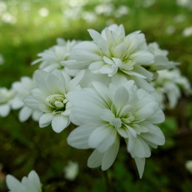 Saxifraga granulata 'Plena'