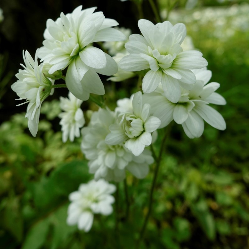 Saxifraga granulata 'Plena'