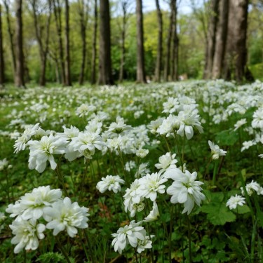 Saxifraga granulata 'Plena'