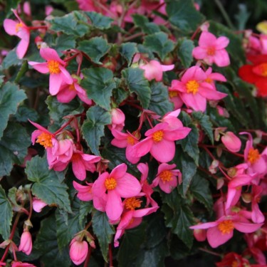 Begonia multiflora 'La Madelon'