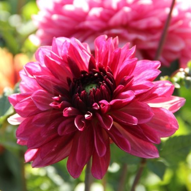 Dahlia Bacardi