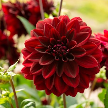 Dahlia Arabian Night