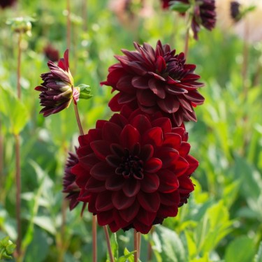 Dahlia Arabian Night
