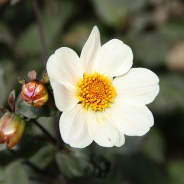 Dahlia 'Bishop of Dover'