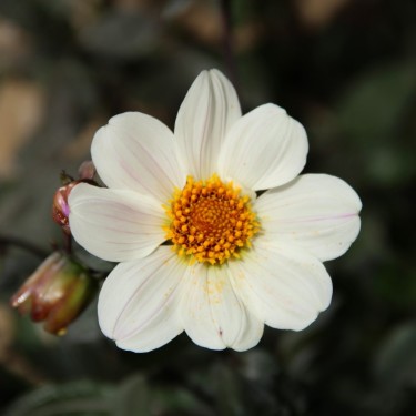 Dahlia 'Bishop of Dover'