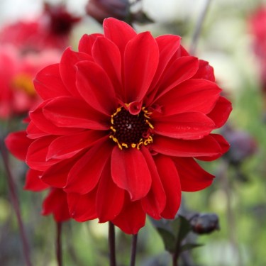 Dahlia 'Bishop of Llandaff' | Rijkbloeiend