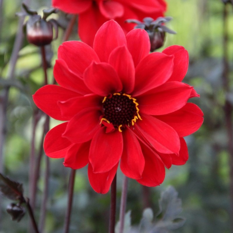 Dahlia 'Bishop of Llandaff' | Rijkbloeiend