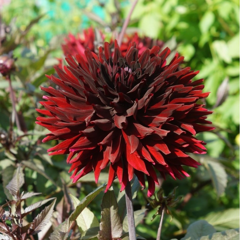 Dahlia 'Black Jack'