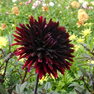 Dahlia 'Black Jack'