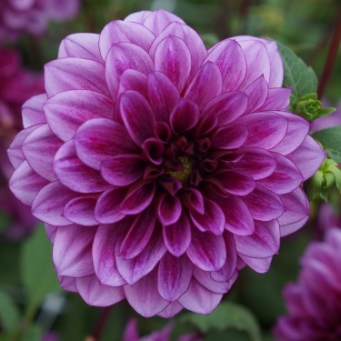 Dahlia 'Blue Bell' 