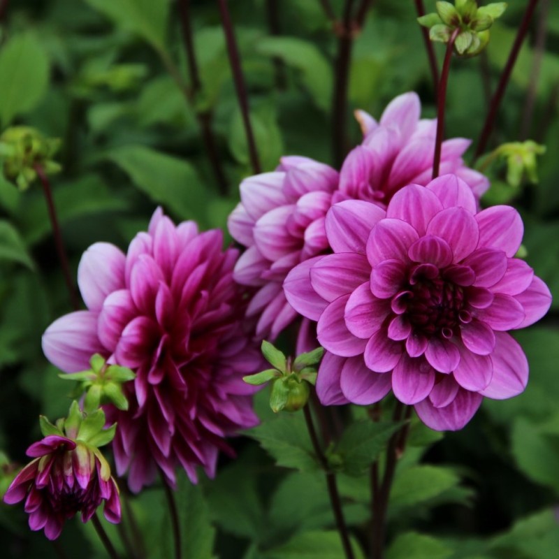 Dahlia 'Blue Bell' 