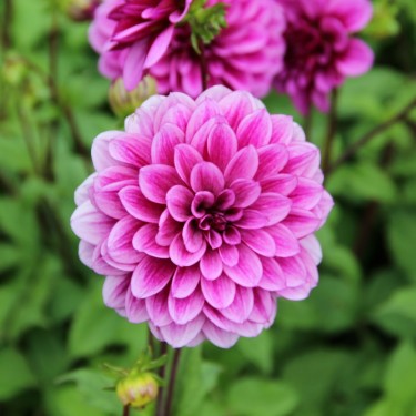 Dahlia 'Blue Bell' 