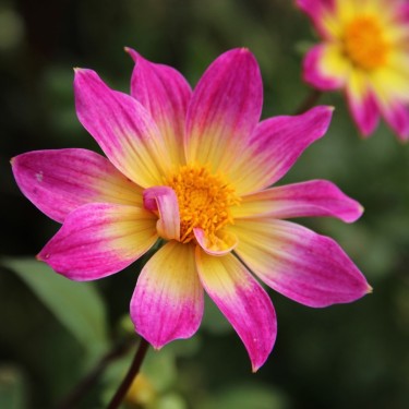 Dahlia 'Bright Eyes' -BIO-