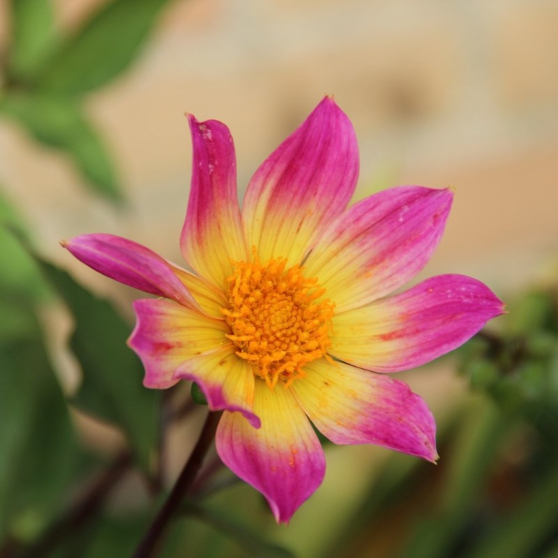 Dahlia 'Bright Eyes' -BIO-