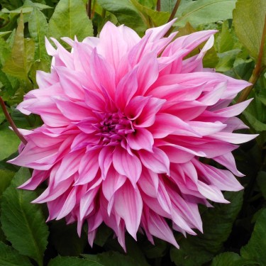 Dahlia 'Café au Lait Rosé'® 
