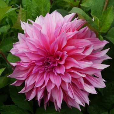 Dahlia 'Café au Lait Rosé'® 