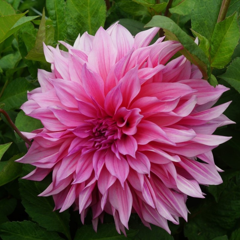 Dahlia 'Café au Lait Rosé'® 