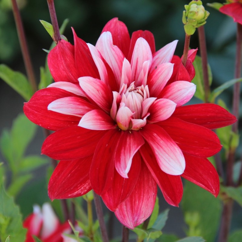 Dahlia 'Catching Fire'