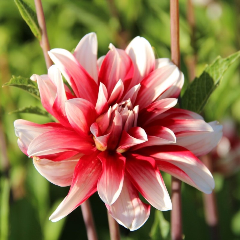 Dahlia 'Catching Fire'