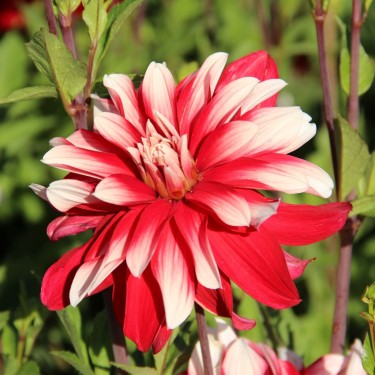 Dahlia 'Catching Fire'