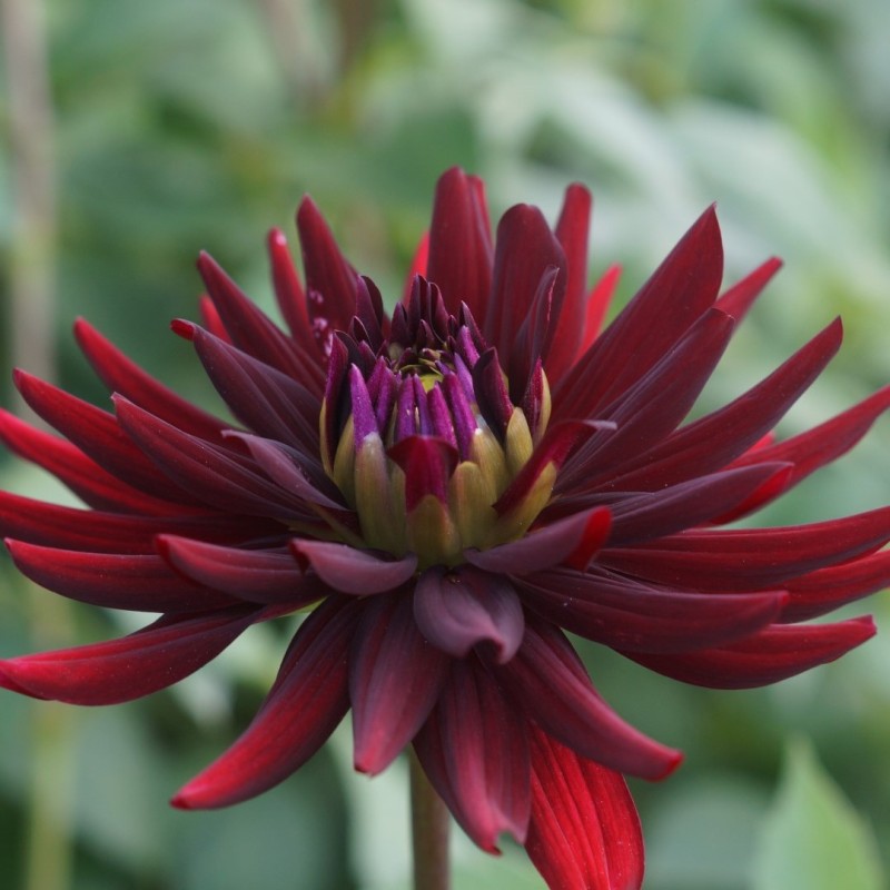 Dahlia 'Chat Noir'