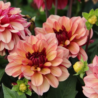 Dahlia 'Crème de Cognac'