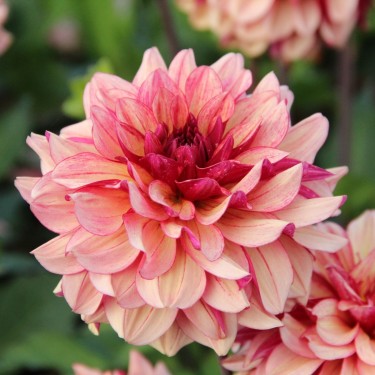 Dahlia 'Crème de Cognac'