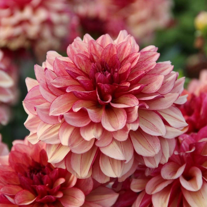 Dahlia 'Crème de Cognac'