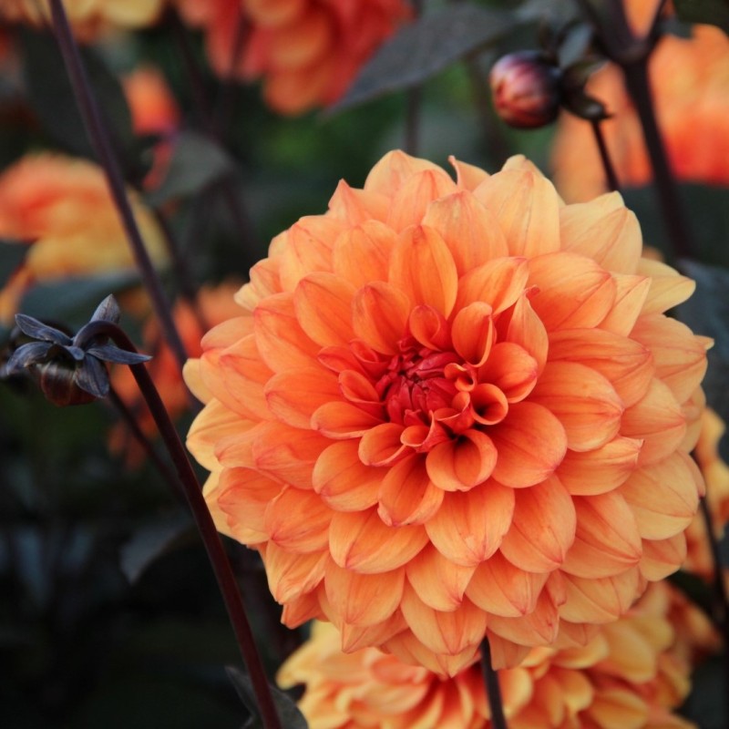 Dahlia 'David Howard'   
