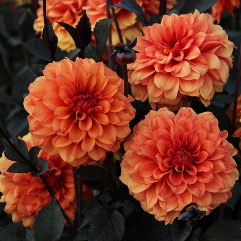Dahlia 'David Howard'   