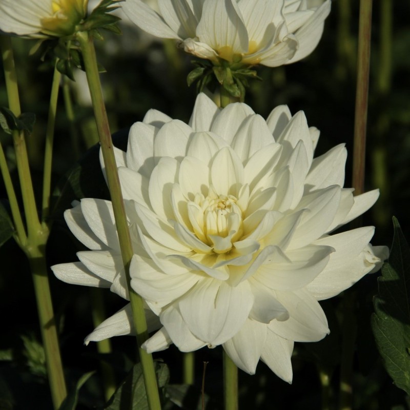 Dahlia 'Eternal Snow' ®
