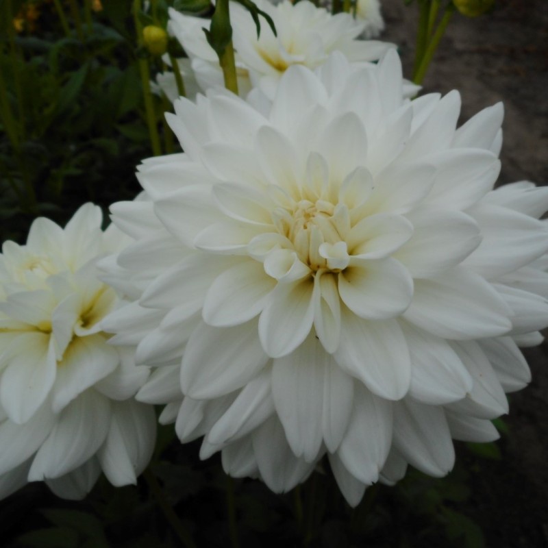 Dahlia 'Eternal Snow' ®