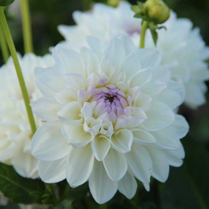 Dahlia 'Eveline'