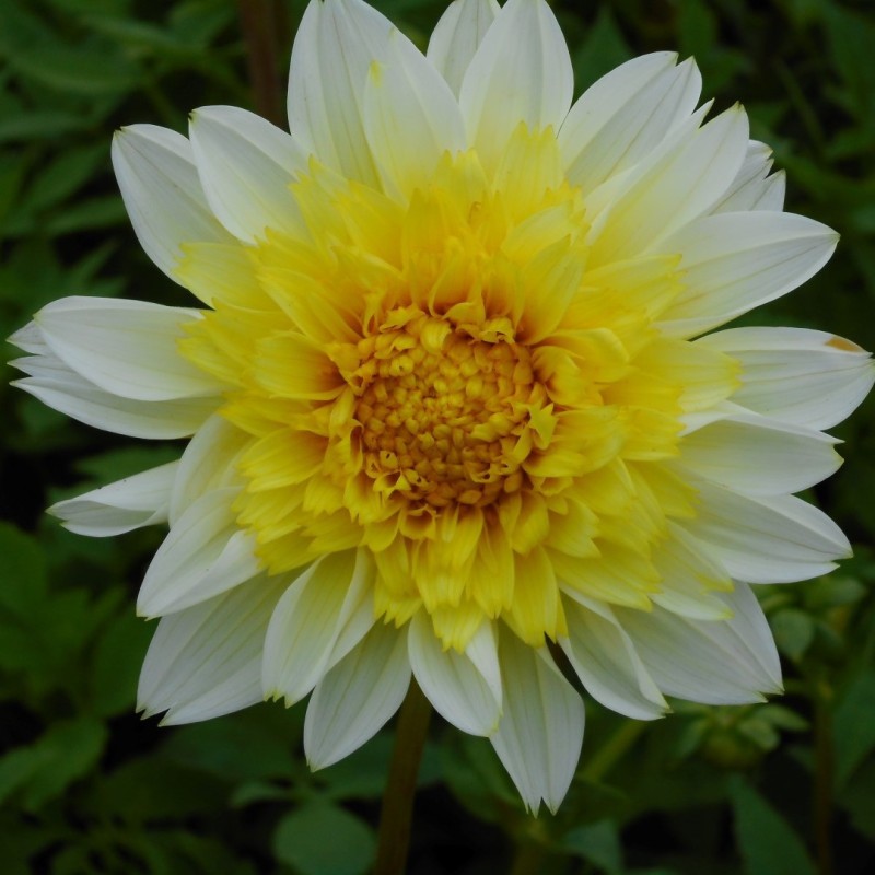 Dahlia 'Freya's Paso Doble'