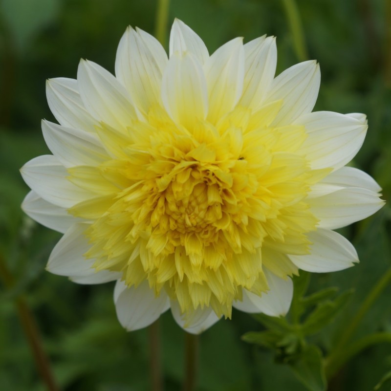 Dahlia 'Freya's Paso Doble'