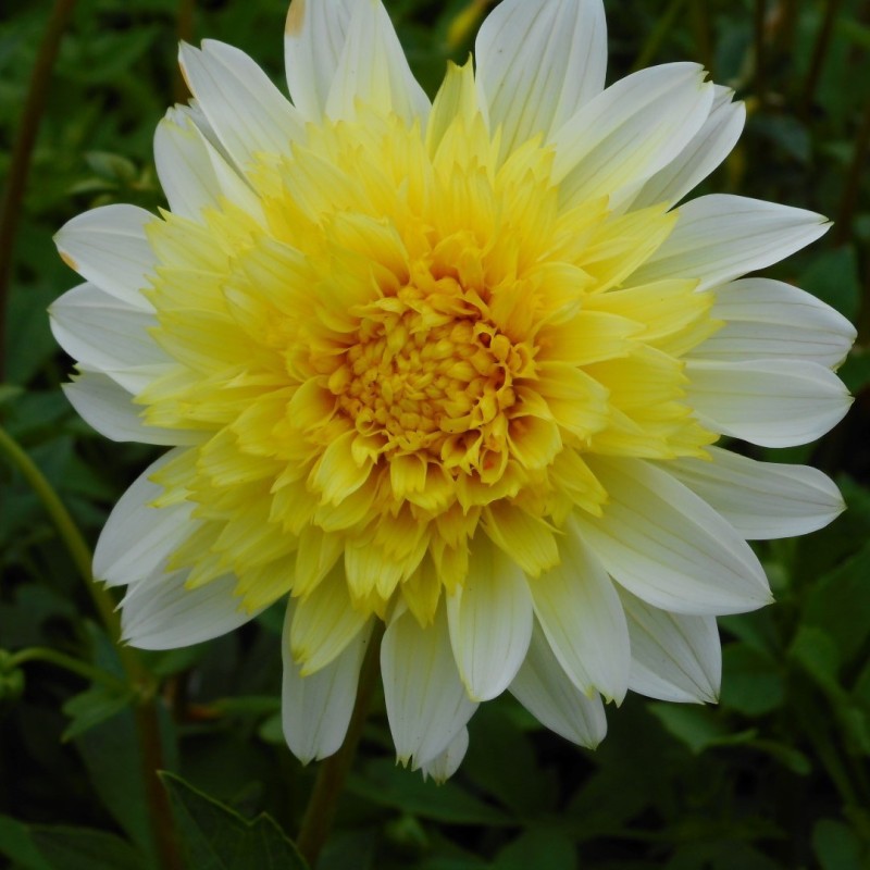 Dahlia 'Freya's Paso Doble'