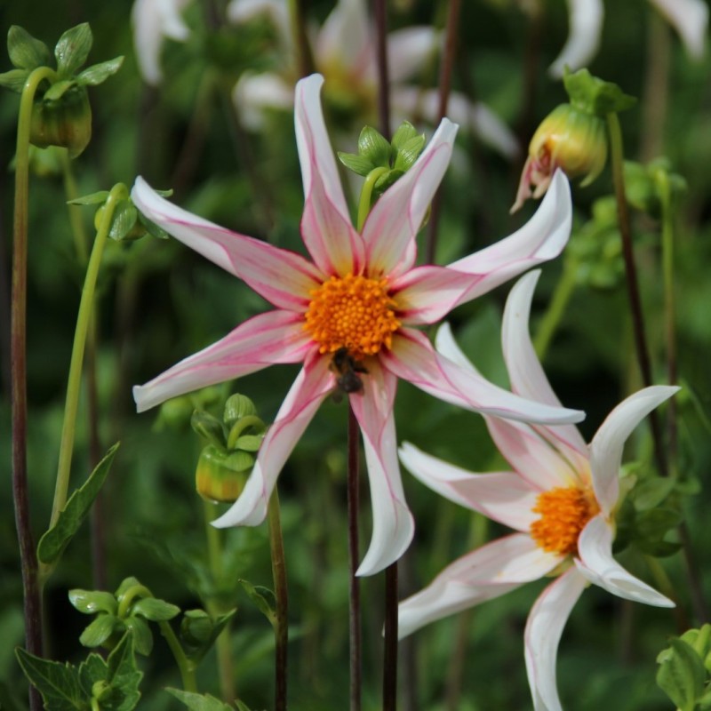 Dahlia 'Honka Fragile' 