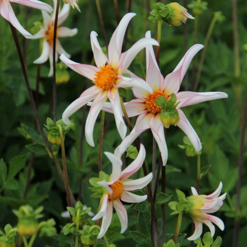 Dahlia 'Honka Fragile' 