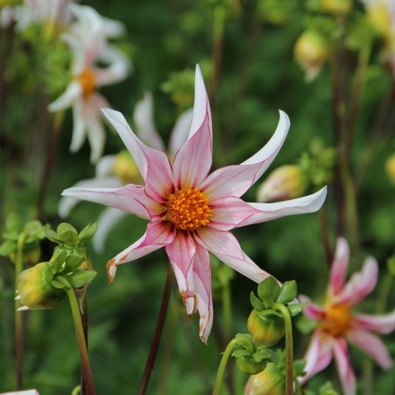 Dahlia 'Honka Fragile' 