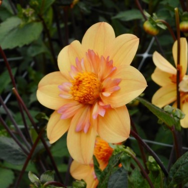 Dahlia 'Kelsey Annie Joy' 