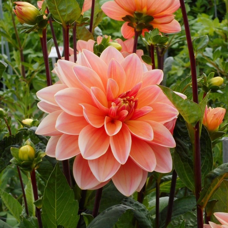 Dahlia 'Mister Frans'