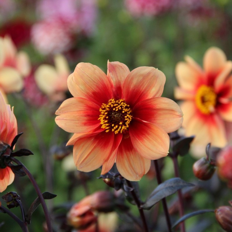 Dahlia 'Sunshine'
