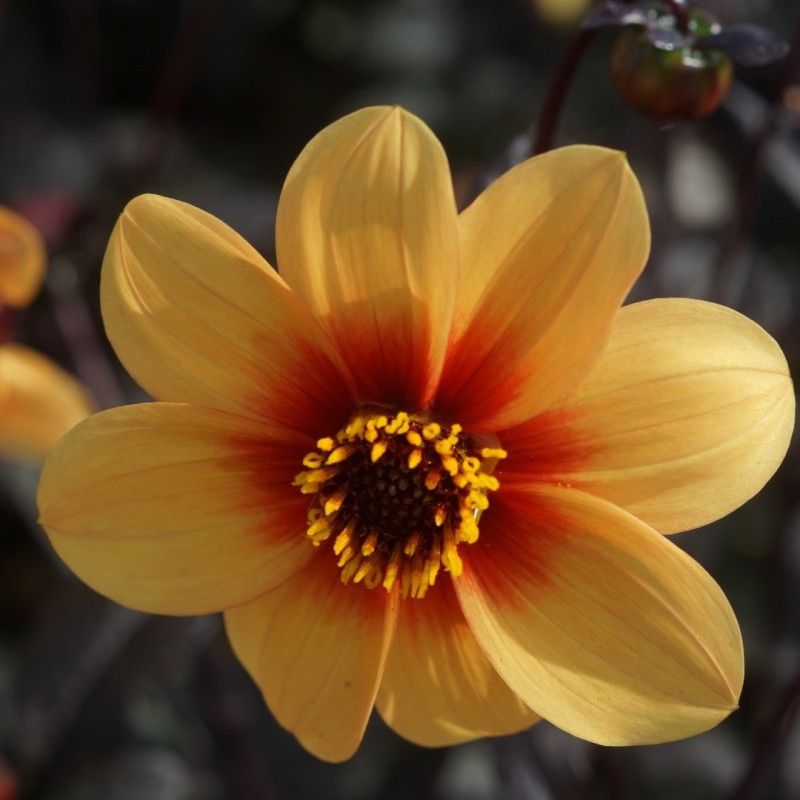 Dahlia 'Sunshine'