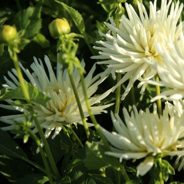 Dahlia 'Playa Blanca'