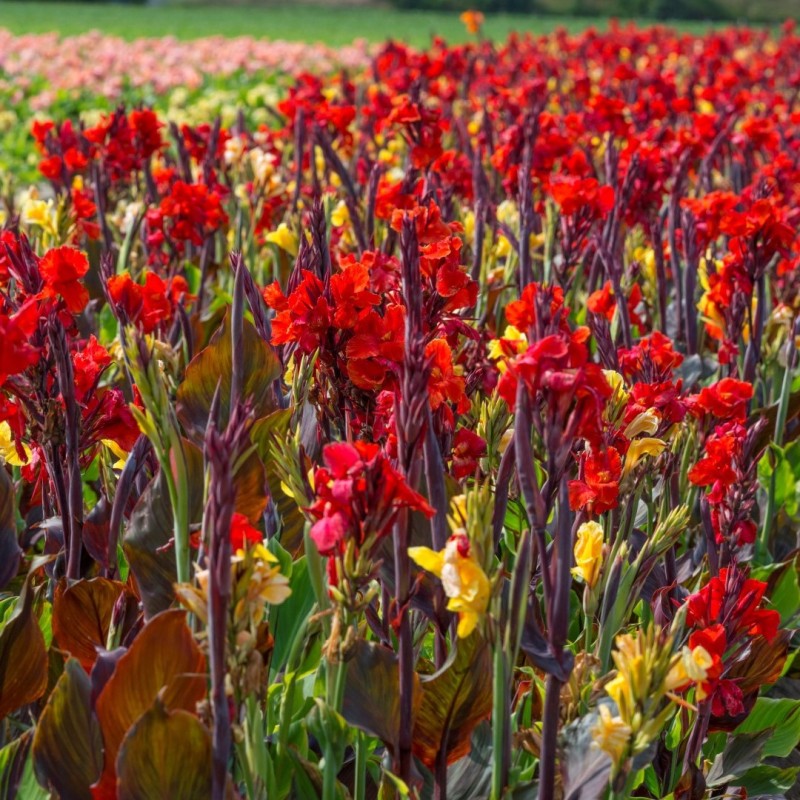 Canna 'Cleopatra' Red